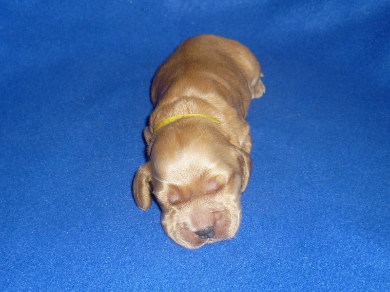 3. pejsek - žlutá.JPG